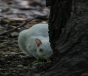 2016 06 11 WildLife MPLS 002